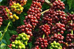 Coffee beans